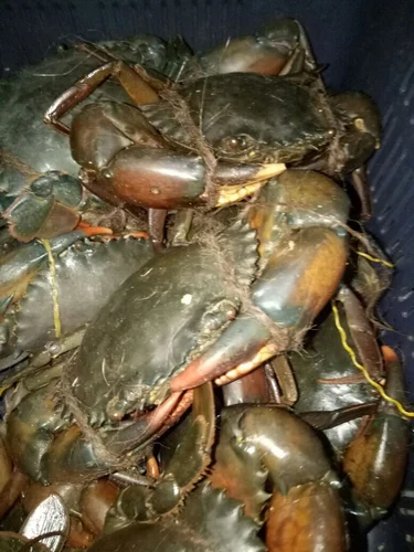 Fresh water crab from OM SAKTHI FISH MARKET RETAIL & WHOLESALER