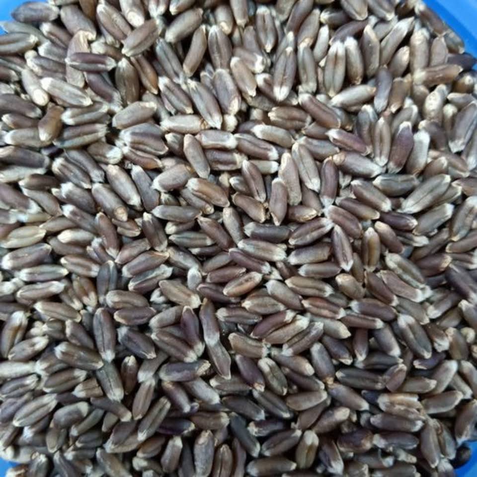 Black Wheat For Wholesale from Pathway India