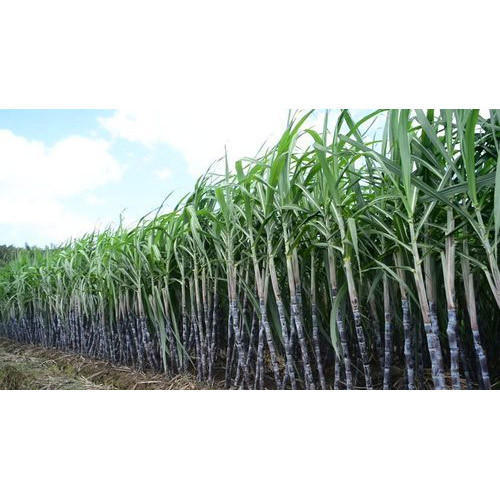 Sugarcane from CK AND CO