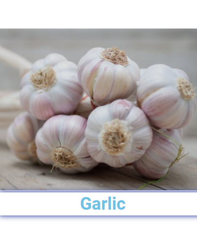 A Grade Fresh Garlic - Pan India from SRG EXIM