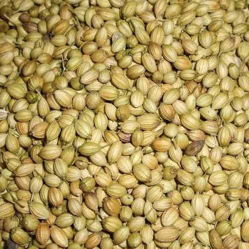 Coriander from ALISONS GENERAL TRADING LLP