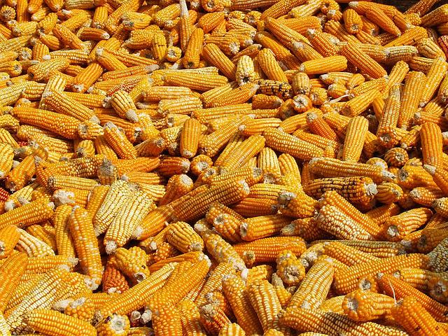 Best Quality Yellow Maize from NoTHing