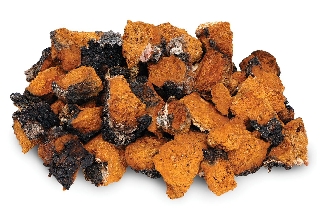 Chaga Mushrooms from BIOBRITTE AGRO SOLUTIONS PRIVATE LIMITED