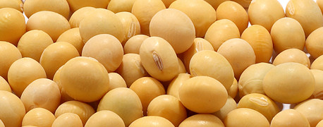 Organic Best Quality Soybean Seeds