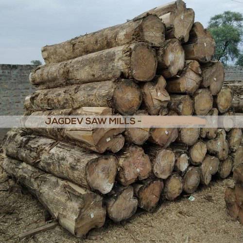 24mm Thick 10 Feet Brown Sudan Teak Wood from Jagdev Saw Mills