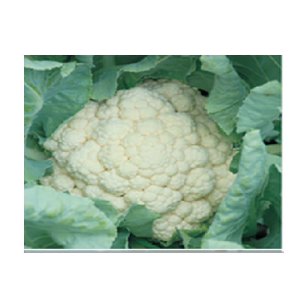 Cauliflowe Syngenta – Kimaya from KissanPro