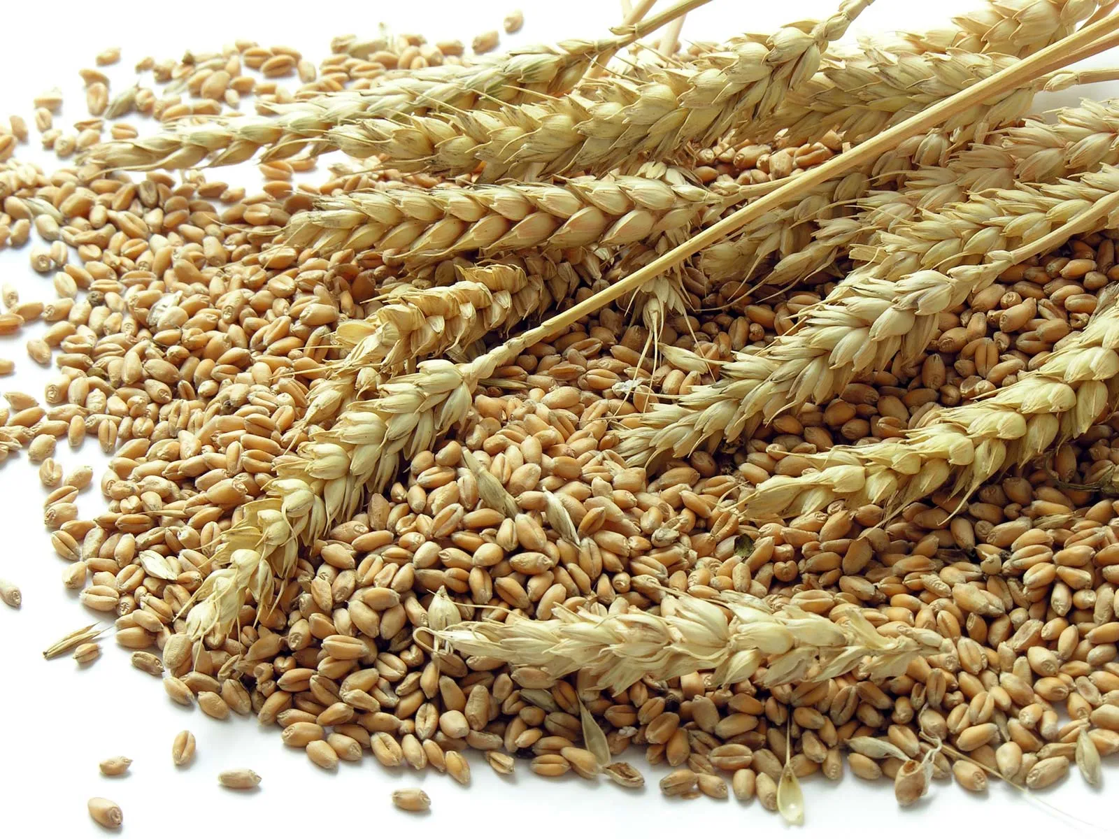 Best Quality Golden Wheat  from Falcon Overseas Co.