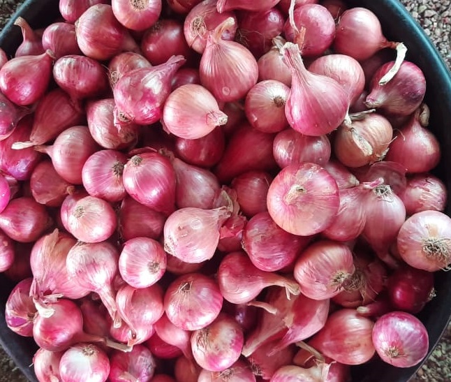 40mm Export Quality Onion from V Traders 