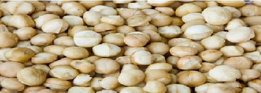 Macadamia Nuts  from AUREA INTERNACIONAL 