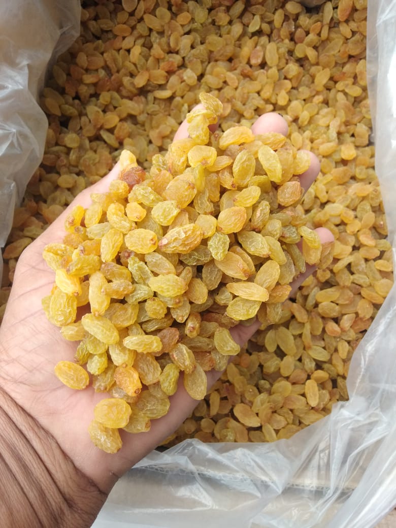 Varsha Gold RKP49 Raisins from Sourav Food And Agro Pvt Ltd ( Raisins)