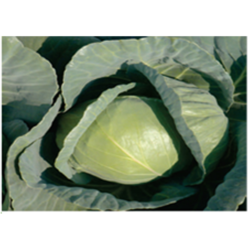 Cabbage Syngenta BC – 90 F1 hybrid from KissanPro