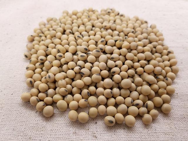 Best Quality Soy Beans