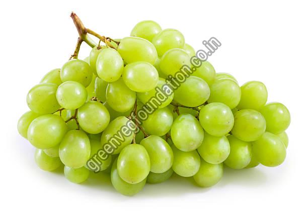 Export Quality Fresh Green Grapes from Green Veg Foundation(NGO)
