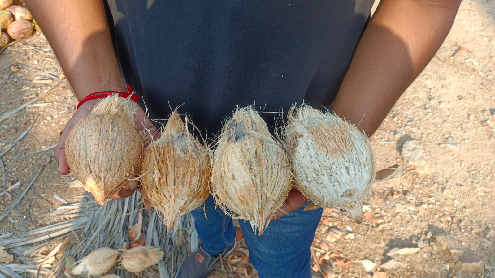 Big Size Semi Husked Coconut