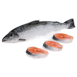 Fresh Salmon Fish  from OM SAKTHI FISH MARKET RETAIL & WHOLESALER