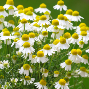 German chamomile  seeds for sale from JKMPIC-Seed Store
