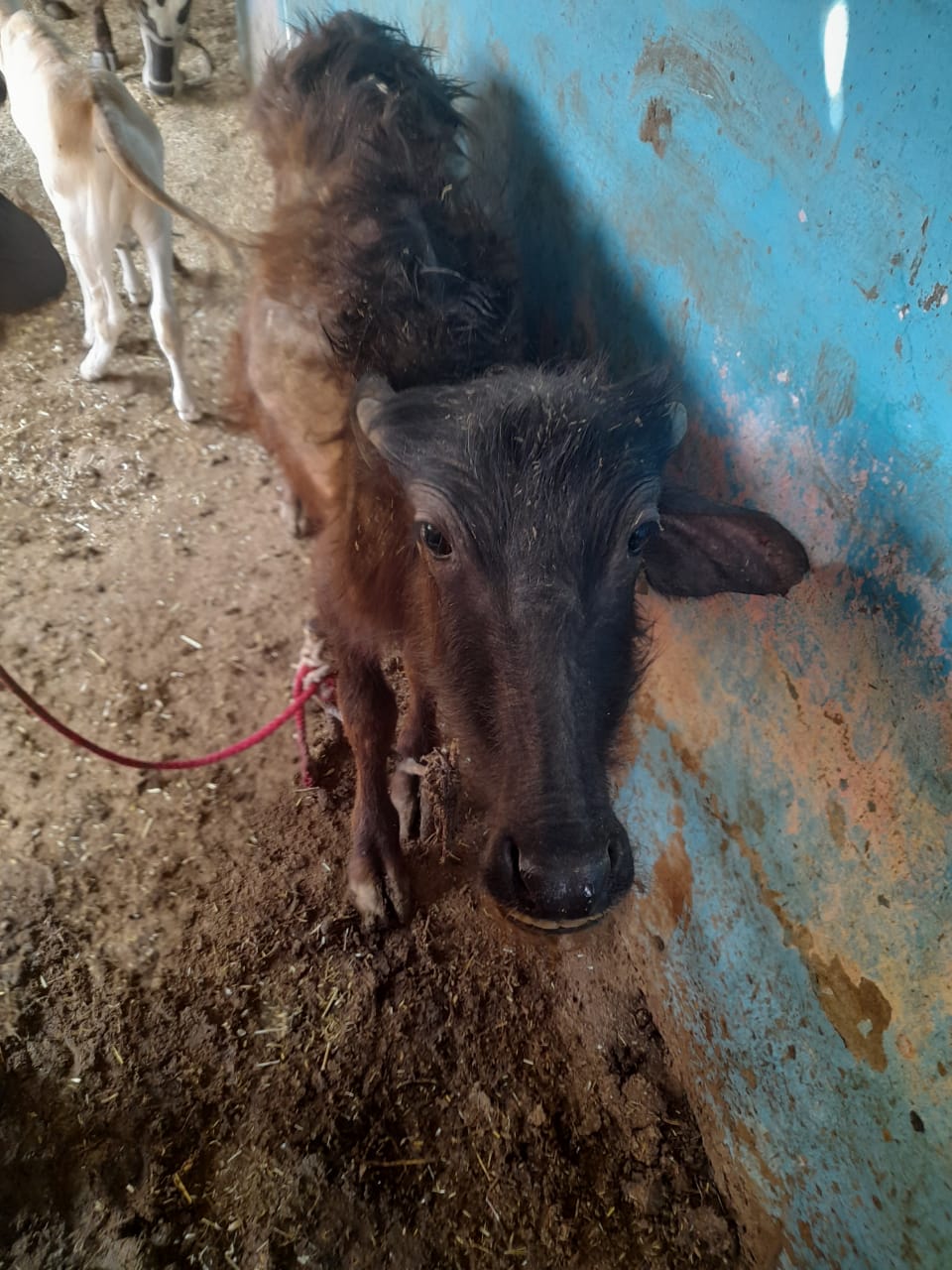 Buffalo from Yadav dairy farm