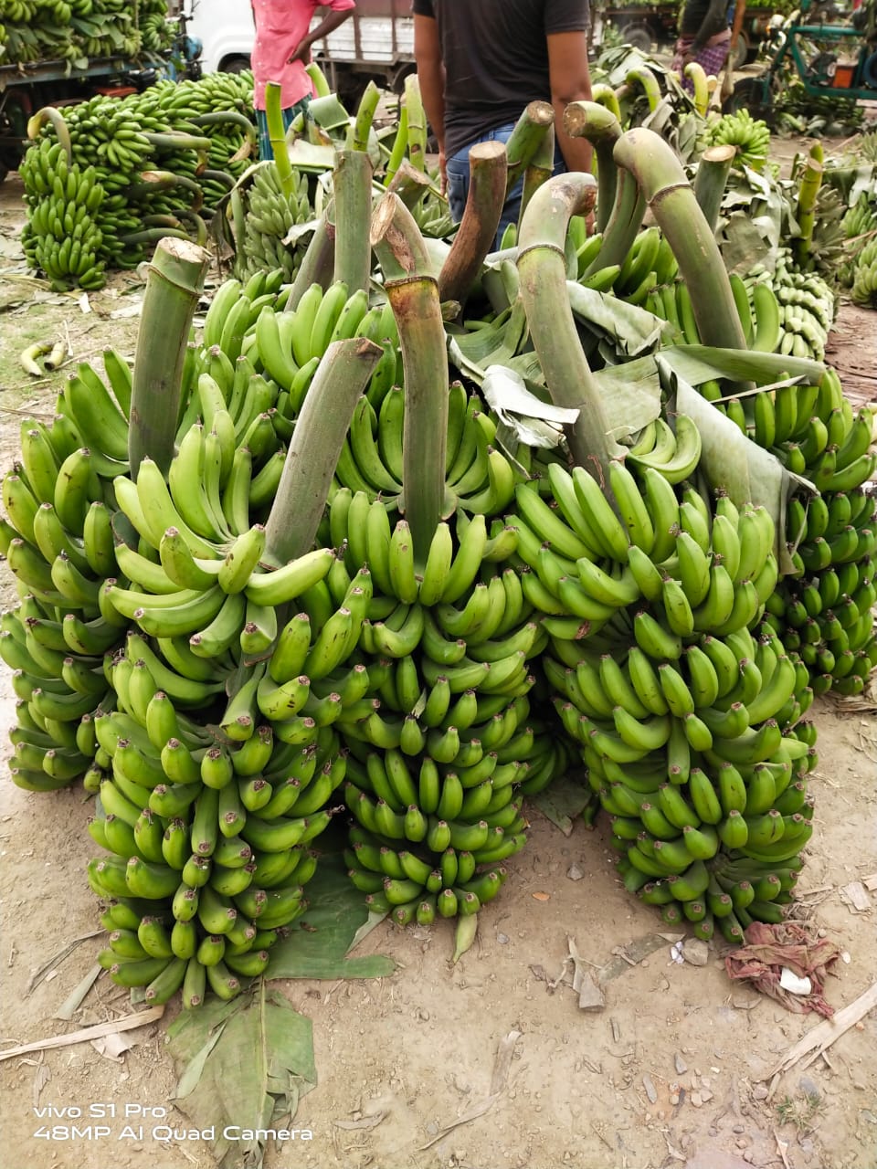 Green Fresh Raw Banana Vegetable from MEHAN ENTERPRISE